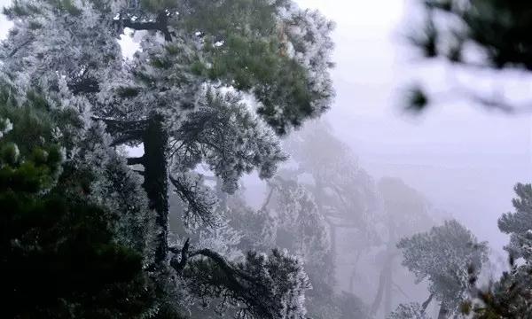 小鸡要回家